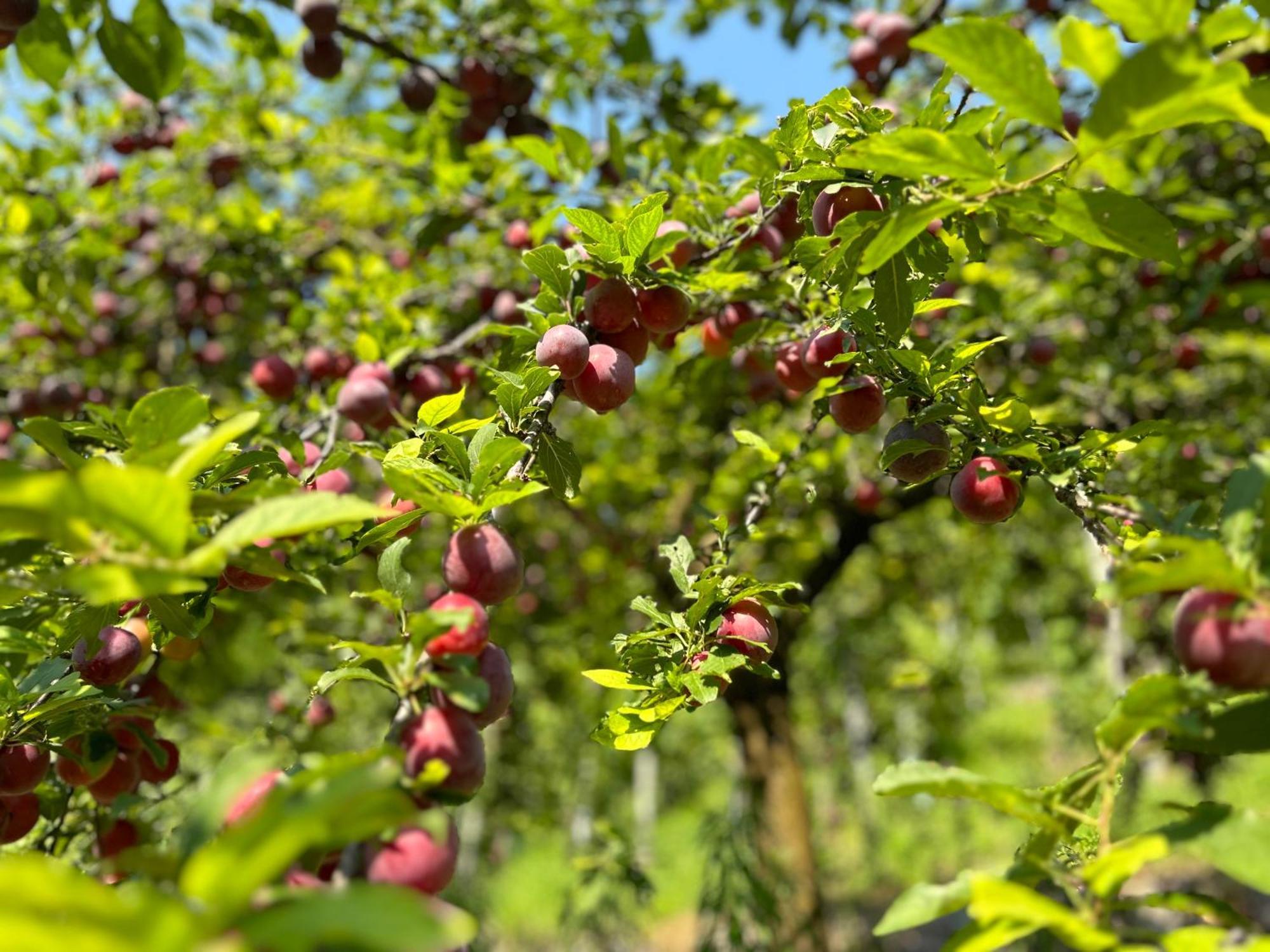 Agriturismo Valfraja كيمبرا المظهر الخارجي الصورة